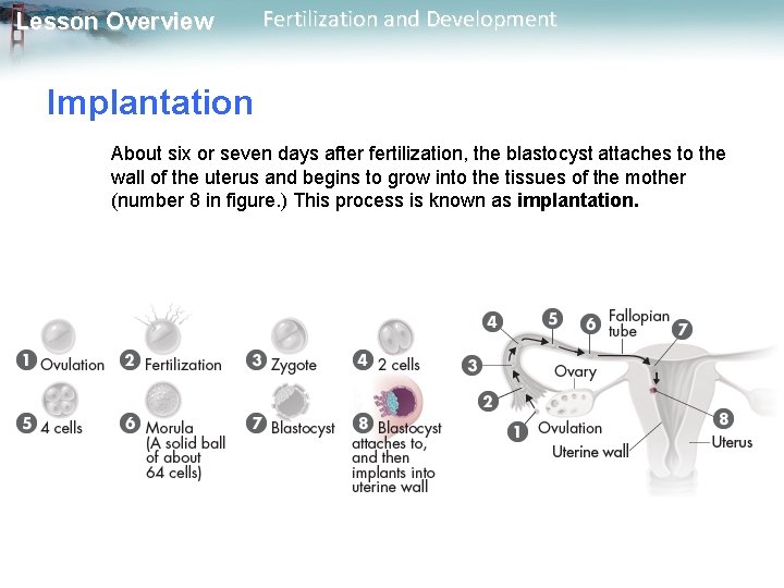 Lesson Overview Fertilization and Development Implantation About six or seven days after fertilization, the