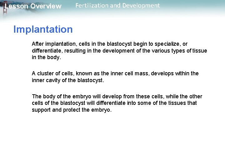 Lesson Overview Fertilization and Development Implantation After implantation, cells in the blastocyst begin to