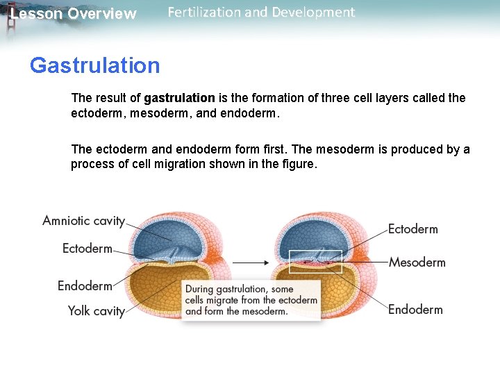 Lesson Overview Fertilization and Development Gastrulation The result of gastrulation is the formation of