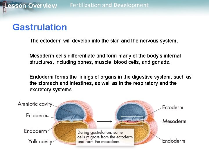 Lesson Overview Fertilization and Development Gastrulation The ectoderm will develop into the skin and