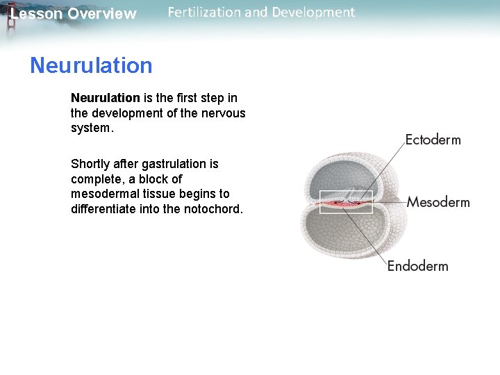 Lesson Overview Fertilization and Development Neurulation is the first step in the development of