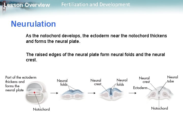 Lesson Overview Fertilization and Development Neurulation As the notochord develops, the ectoderm near the