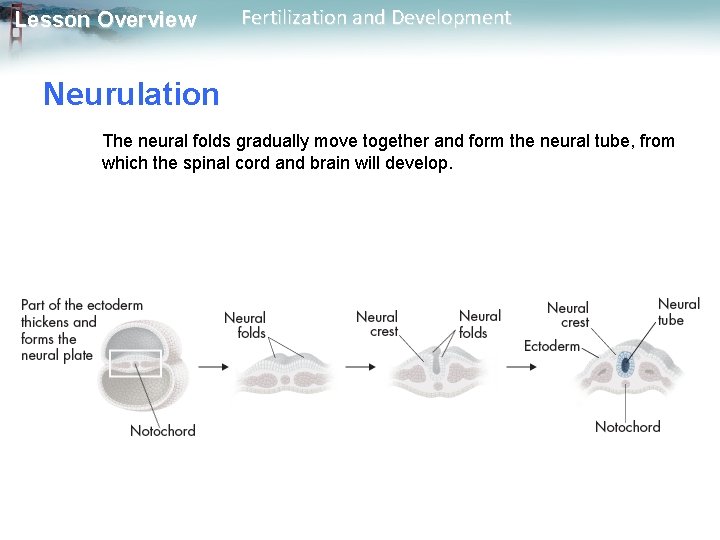 Lesson Overview Fertilization and Development Neurulation The neural folds gradually move together and form