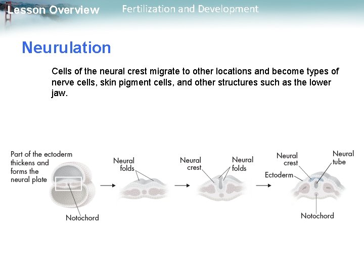 Lesson Overview Fertilization and Development Neurulation Cells of the neural crest migrate to other