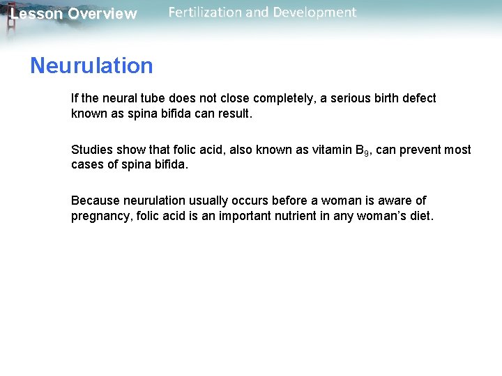 Lesson Overview Fertilization and Development Neurulation If the neural tube does not close completely,