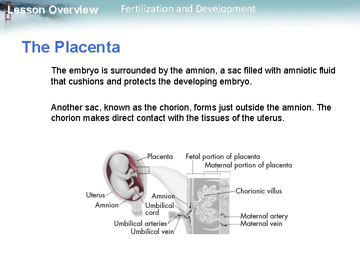 Lesson Overview Fertilization and Development The Placenta The embryo is surrounded by the amnion,