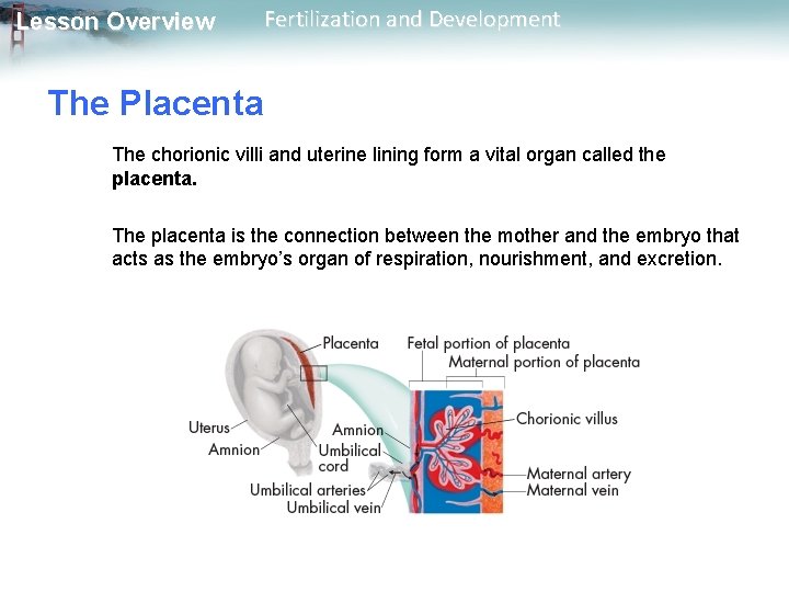 Lesson Overview Fertilization and Development The Placenta The chorionic villi and uterine lining form
