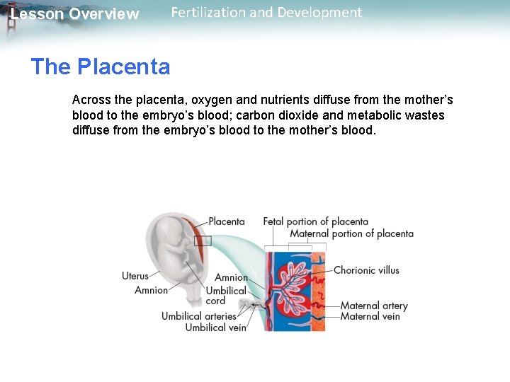 Lesson Overview Fertilization and Development The Placenta Across the placenta, oxygen and nutrients diffuse