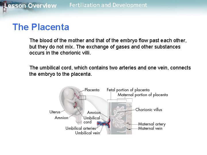 Lesson Overview Fertilization and Development The Placenta The blood of the mother and that