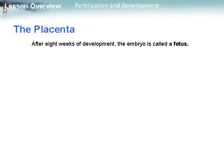 Lesson Overview Fertilization and Development The Placenta After eight weeks of development, the embryo