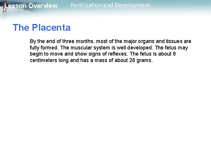 Lesson Overview Fertilization and Development The Placenta By the end of three months, most