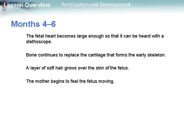 Lesson Overview Fertilization and Development Months 4– 6 The fetal heart becomes large enough