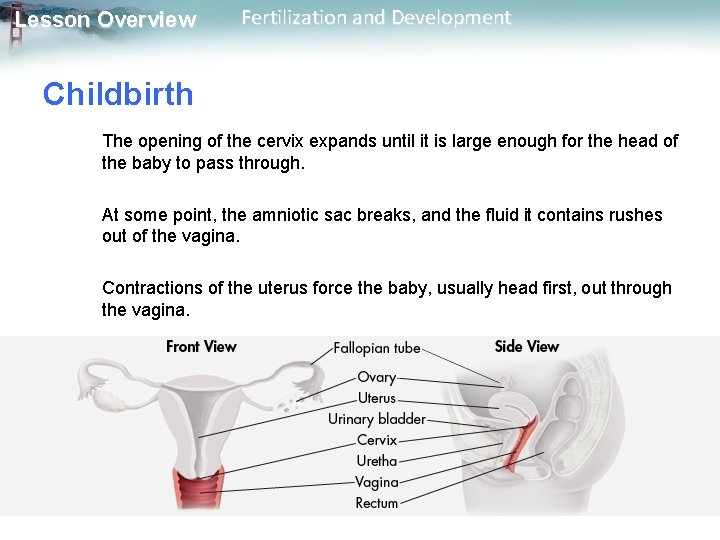 Lesson Overview Fertilization and Development Childbirth The opening of the cervix expands until it