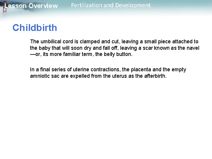 Lesson Overview Fertilization and Development Childbirth The umbilical cord is clamped and cut, leaving