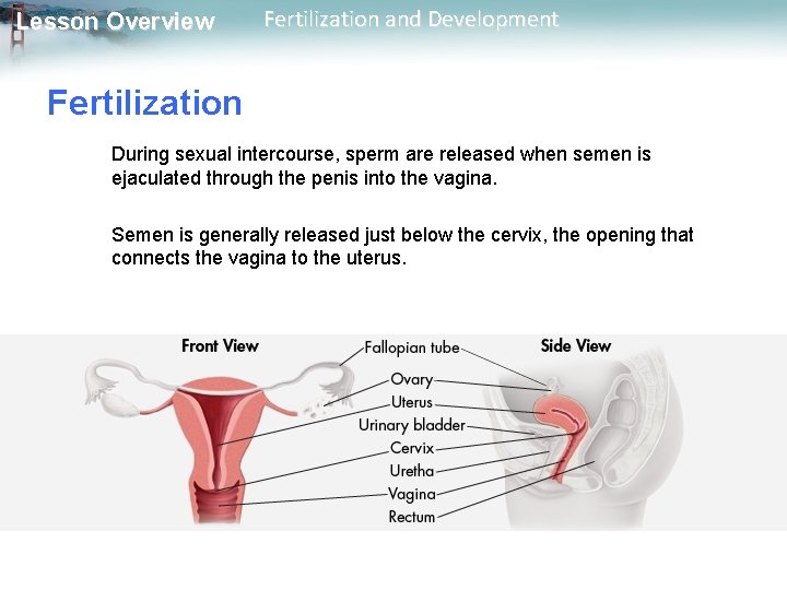 Lesson Overview Fertilization and Development Fertilization During sexual intercourse, sperm are released when semen