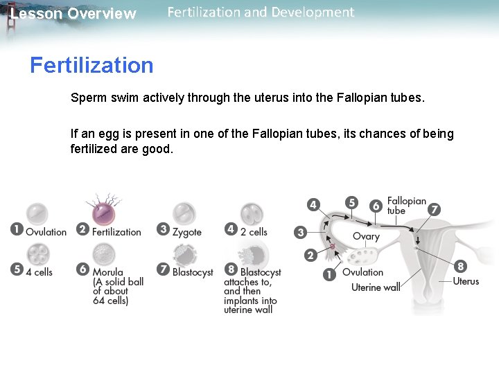 Lesson Overview Fertilization and Development Fertilization Sperm swim actively through the uterus into the