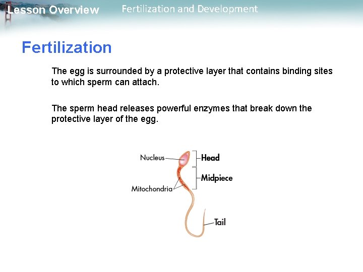 Lesson Overview Fertilization and Development Fertilization The egg is surrounded by a protective layer