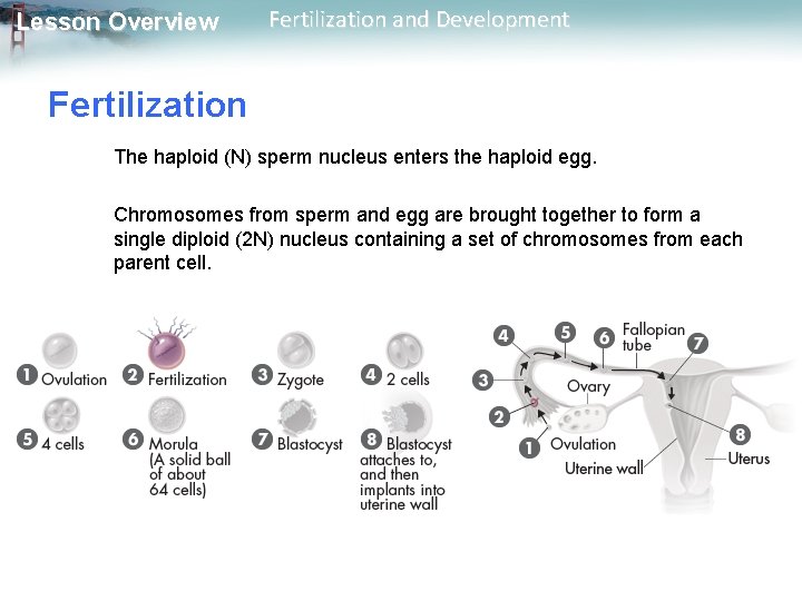 Lesson Overview Fertilization and Development Fertilization The haploid (N) sperm nucleus enters the haploid