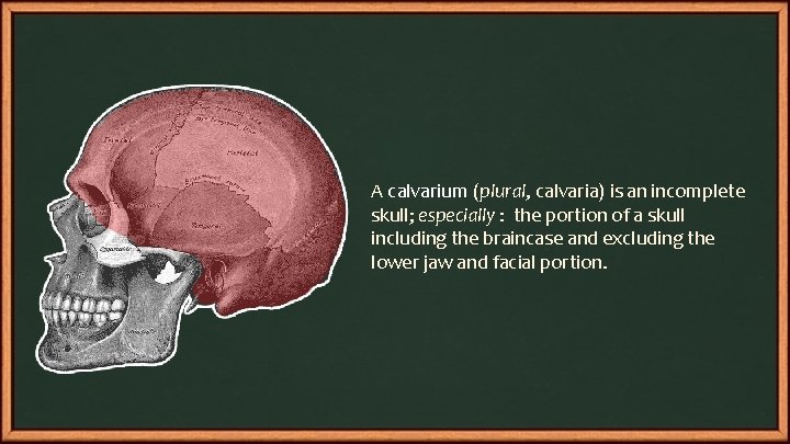 A calvarium (plural, calvaria) is an incomplete skull; especially : the portion of a