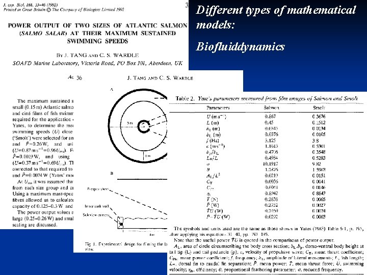 Different types of mathematical models: Biofluiddynamics 