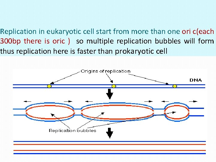 Replication in eukaryotic cell start from more than one ori c(each 300 bp there Replication in eukaryotic cell start from more than one ori c(each 300 bp there