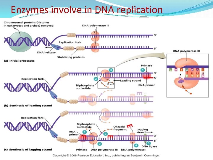 Enzymes involve in DNA replication Enzymes involve in DNA replication