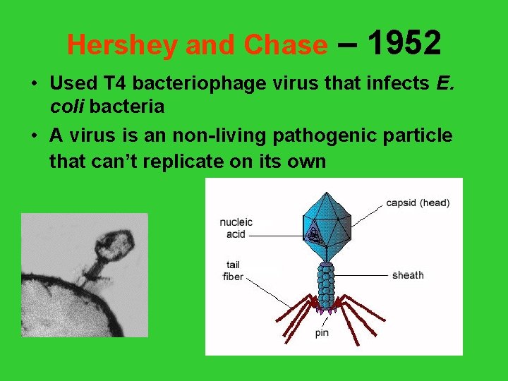 Hershey and Chase – 1952 • Used T 4 bacteriophage virus that infects E. Hershey and Chase – 1952 • Used T 4 bacteriophage virus that infects E.