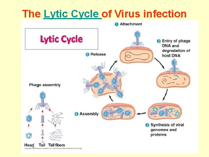 The Lytic Cycle of Virus infection The Lytic Cycle of Virus infection