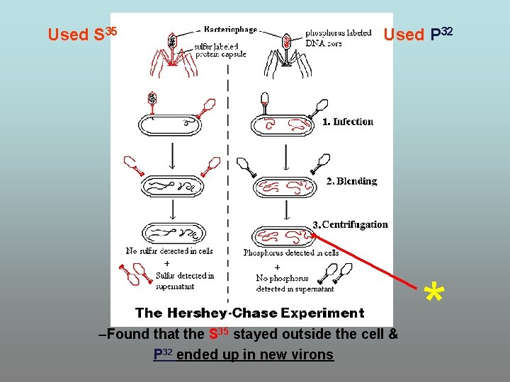 Used S 35 Used P 32 –Found that the stayed outside the cell & Used S 35 Used P 32 –Found that the stayed outside the cell &