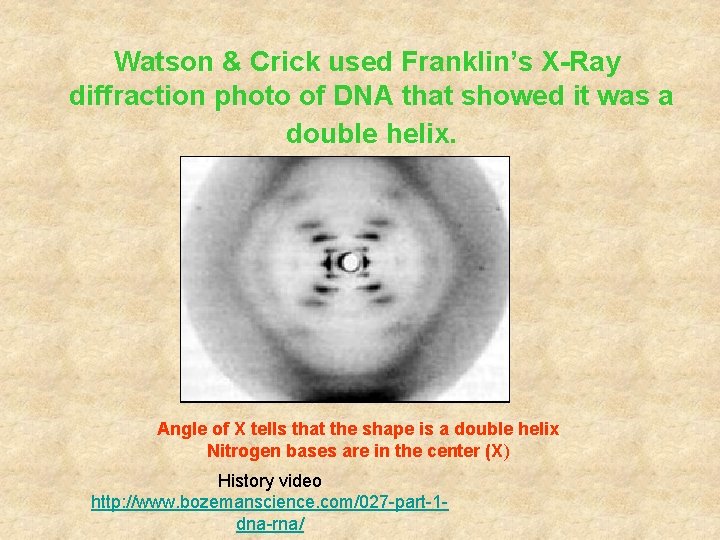 Watson & Crick used Franklin’s X-Ray diffraction photo of DNA that showed it was Watson & Crick used Franklin’s X-Ray diffraction photo of DNA that showed it was