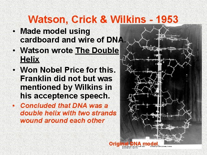 Watson, Crick & Wilkins - 1953 • Made model using cardboard and wire of Watson, Crick & Wilkins - 1953 • Made model using cardboard and wire of