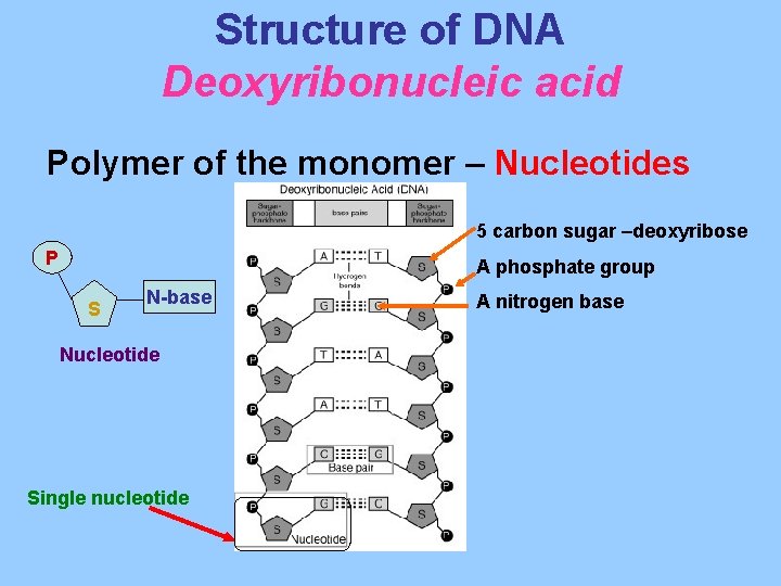 Structure of DNA Deoxyribonucleic acid Polymer of the monomer – Nucleotides 5 carbon sugar Structure of DNA Deoxyribonucleic acid Polymer of the monomer – Nucleotides 5 carbon sugar