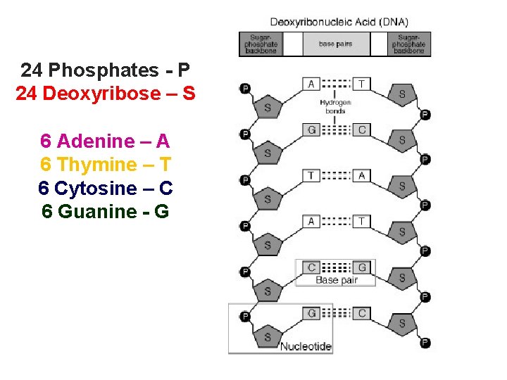 24 Phosphates - P 24 Deoxyribose – S 6 Adenine – A 6 Thymine 24 Phosphates - P 24 Deoxyribose – S 6 Adenine – A 6 Thymine
