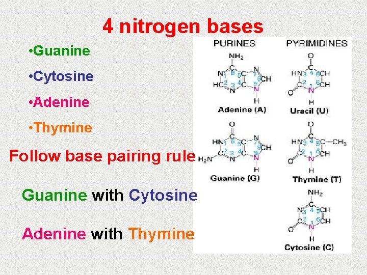 4 nitrogen bases • Guanine • Cytosine • Adenine • Thymine Follow base pairing 4 nitrogen bases • Guanine • Cytosine • Adenine • Thymine Follow base pairing