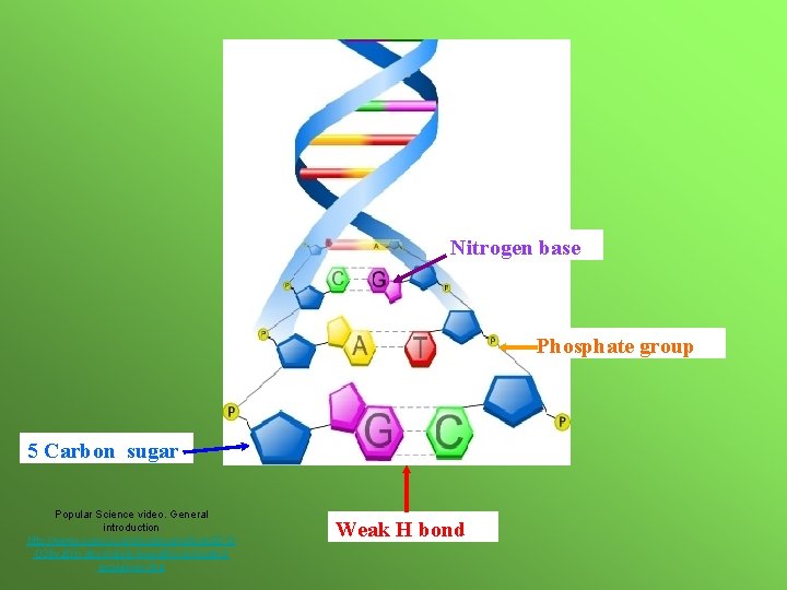 Nitrogen base Phosphate group 5 Carbon sugar Popular Science video. General introduction http: //www. Nitrogen base Phosphate group 5 Carbon sugar Popular Science video. General introduction http: //www.