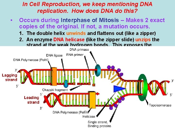 In Cell Reproduction, we keep mentioning DNA replication. How does DNA do this? • In Cell Reproduction, we keep mentioning DNA replication. How does DNA do this? •