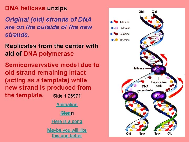 DNA helicase unzips Original (old) strands of DNA are on the outside of the DNA helicase unzips Original (old) strands of DNA are on the outside of the