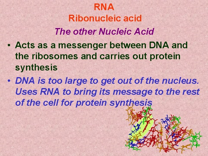 RNA Ribonucleic acid The other Nucleic Acid • Acts as a messenger between DNA RNA Ribonucleic acid The other Nucleic Acid • Acts as a messenger between DNA