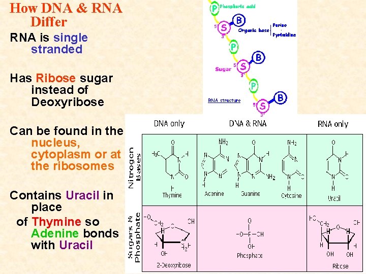 How DNA & RNA Differ RNA is single stranded Has Ribose sugar instead of How DNA & RNA Differ RNA is single stranded Has Ribose sugar instead of