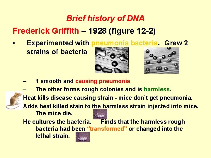 Brief history of DNA Frederick Griffith – 1928 (figure 12 -2) • Experimented with Brief history of DNA Frederick Griffith – 1928 (figure 12 -2) • Experimented with