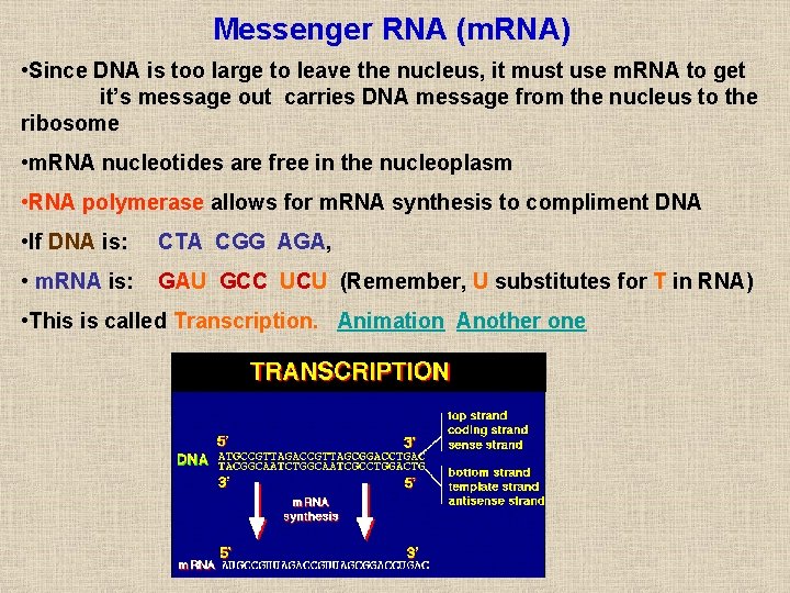 Messenger RNA (m. RNA) • Since DNA is too large to leave the nucleus, Messenger RNA (m. RNA) • Since DNA is too large to leave the nucleus,