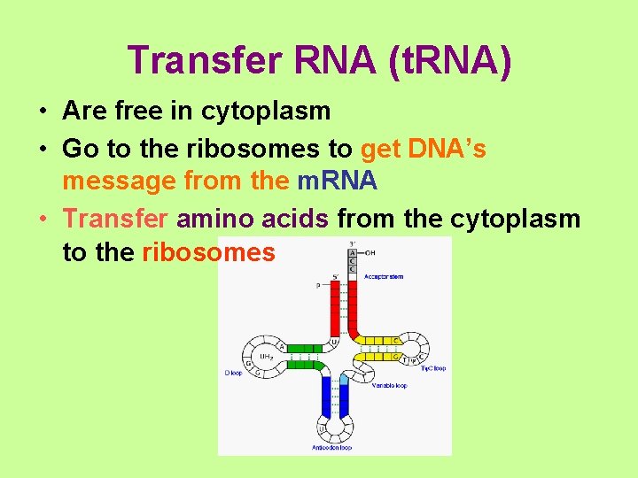 Transfer RNA (t. RNA) • Are free in cytoplasm • Go to the ribosomes Transfer RNA (t. RNA) • Are free in cytoplasm • Go to the ribosomes
