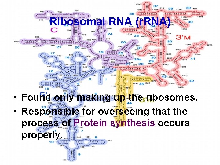 Ribosomal RNA (r. RNA) • Found only making up the ribosomes. • Responsible for Ribosomal RNA (r. RNA) • Found only making up the ribosomes. • Responsible for