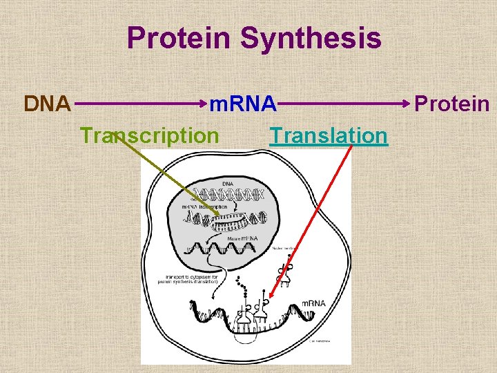 Protein Synthesis DNA m. RNA Transcription Translation Protein Protein Synthesis DNA m. RNA Transcription Translation Protein