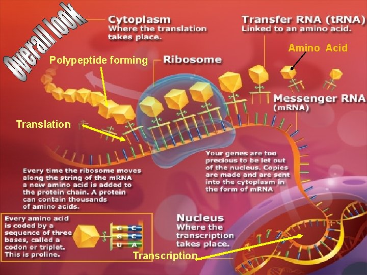 Amino Acid Polypeptide forming Translation Transcription Amino Acid Polypeptide forming Translation Transcription