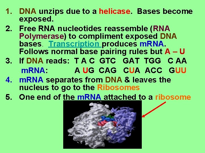 1. DNA unzips due to a helicase. Bases become exposed. 2. Free RNA nucleotides 1. DNA unzips due to a helicase. Bases become exposed. 2. Free RNA nucleotides