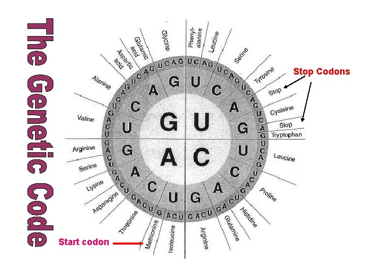 Stop Codons Start codon Stop Codons Start codon