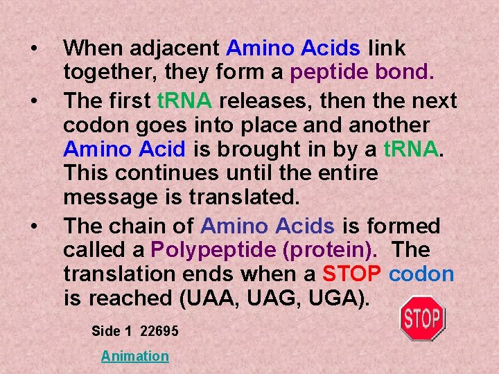 • • • When adjacent Amino Acids link together, they form a peptide • • • When adjacent Amino Acids link together, they form a peptide