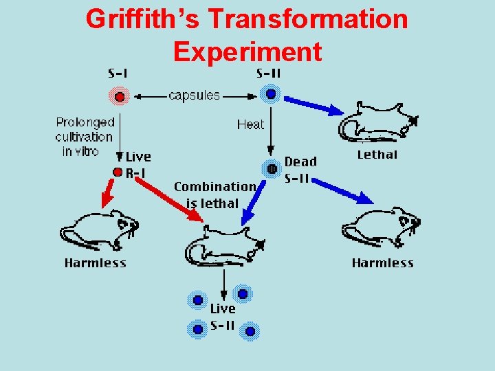Griffith’s Transformation Experiment Griffith’s Transformation Experiment