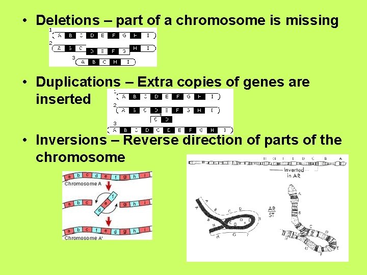 • Deletions – part of a chromosome is missing • Duplications – Extra • Deletions – part of a chromosome is missing • Duplications – Extra